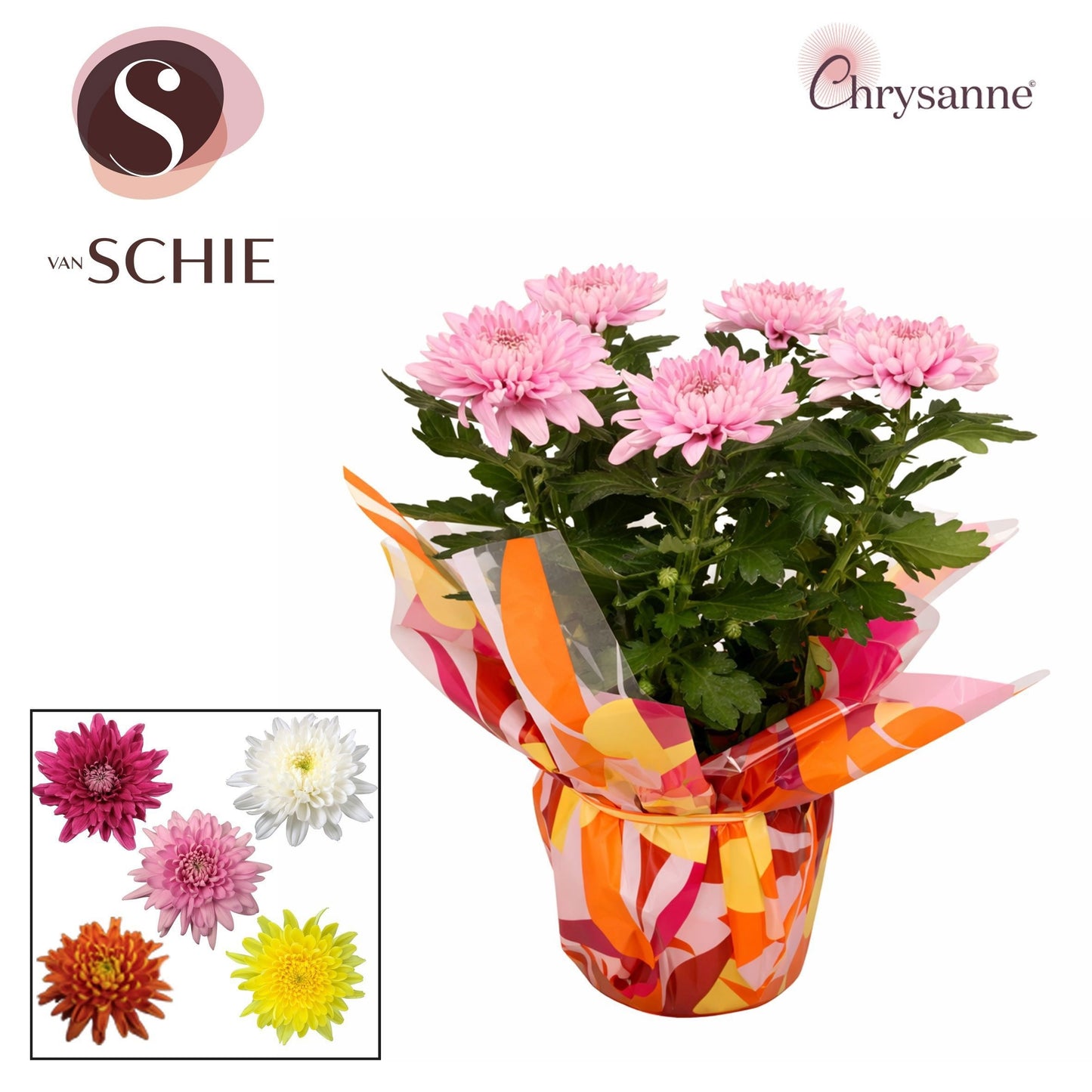 Chrysanthemum Supernova mix 35cm 17cm Pot
