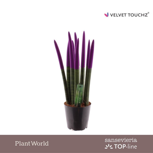 Sansevieria cylindrica 45cm 12cm Pot