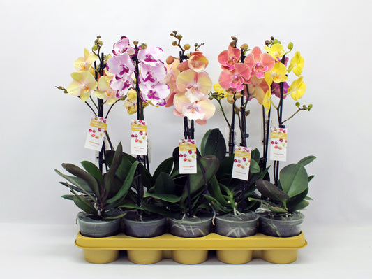 Phalaenopsis mix 50cm 12cm Pot