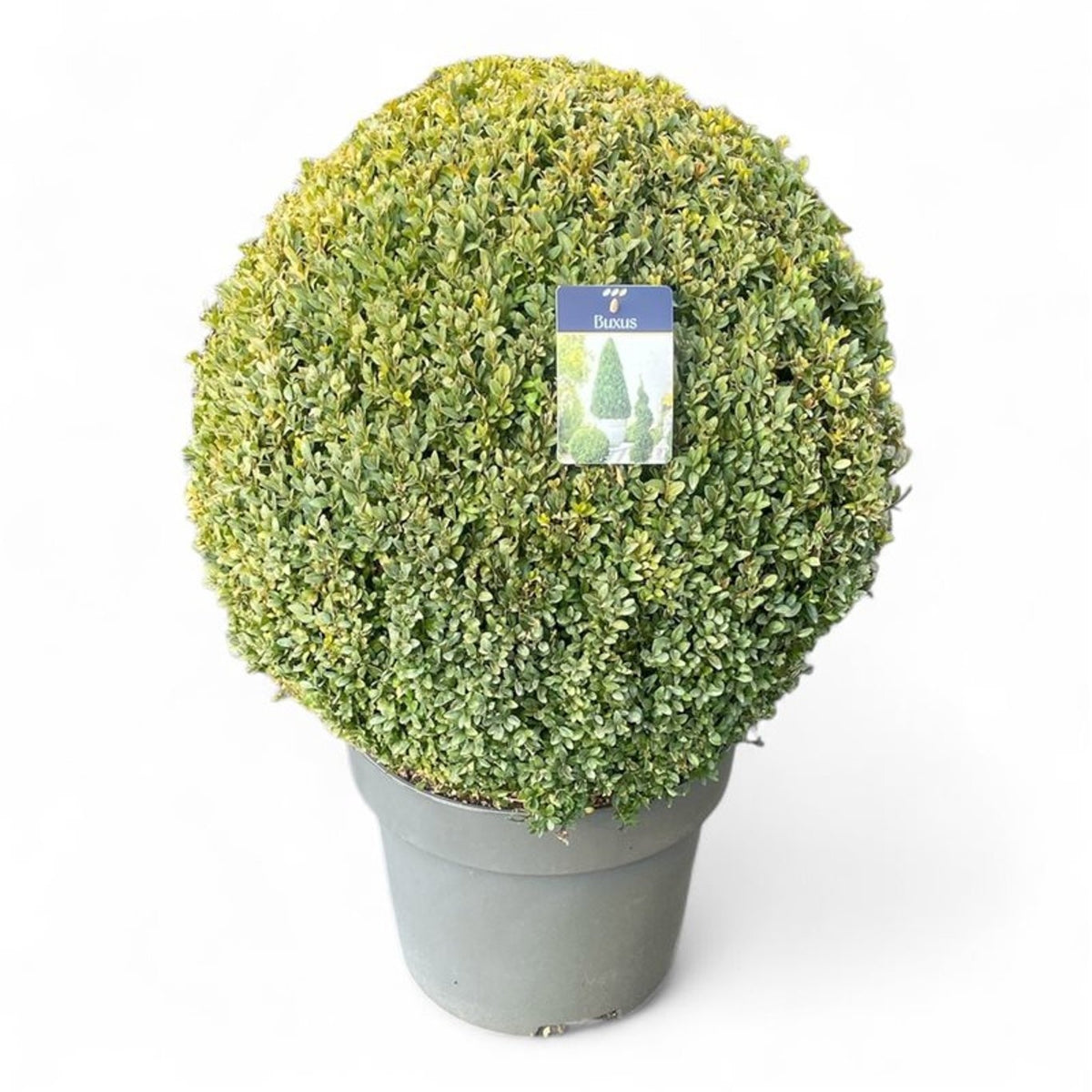 Buxus sempervirens ball 80cm 40cm Pot