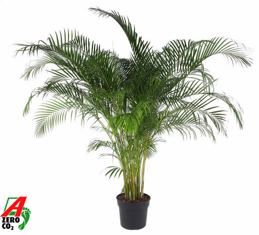 Dypsis lutescens 220cm 40cm Pot