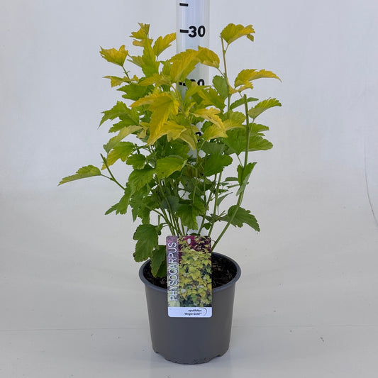 Physocarpus opu. 'Minange' Angel Gold 40cm 19cm Pot