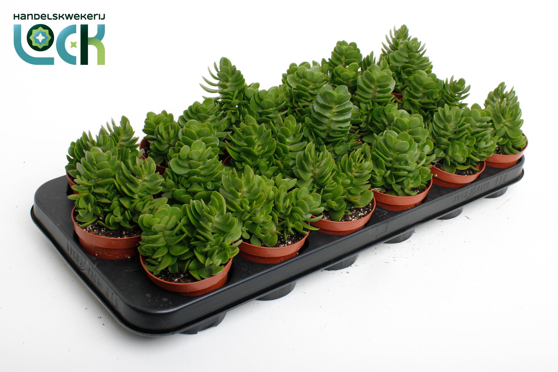Crassula Moneymaker 10cm 8.5cm Pot