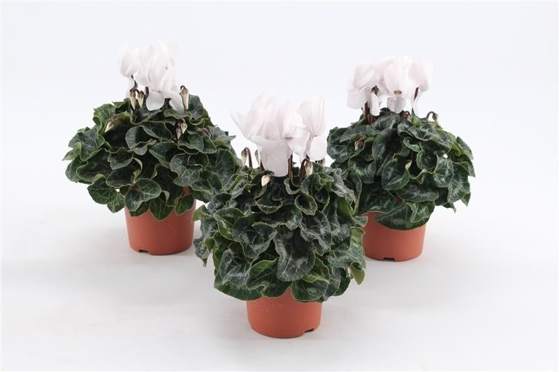 Cyclamen Allure white 20cm 10.5cm Pot