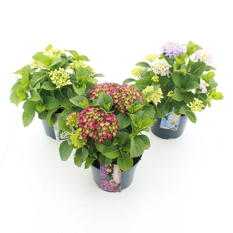 Hydrangea macrophylla 45cm 23cm Pot