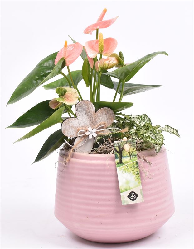 Indoor arrangement 16cm Pot