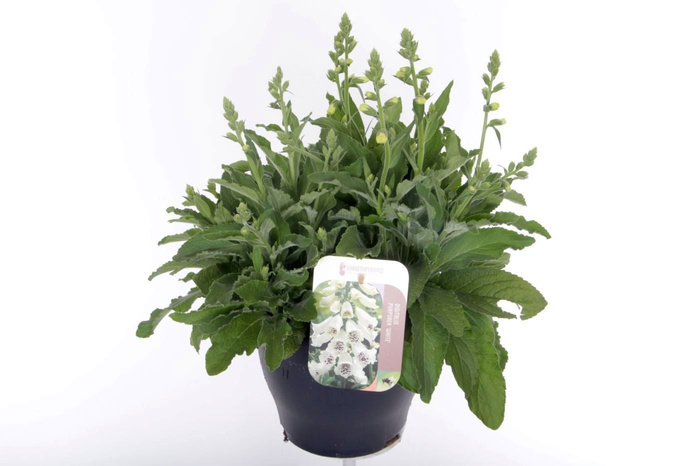 Digitalis pur. Hanabee White 50cm 23cm Pot