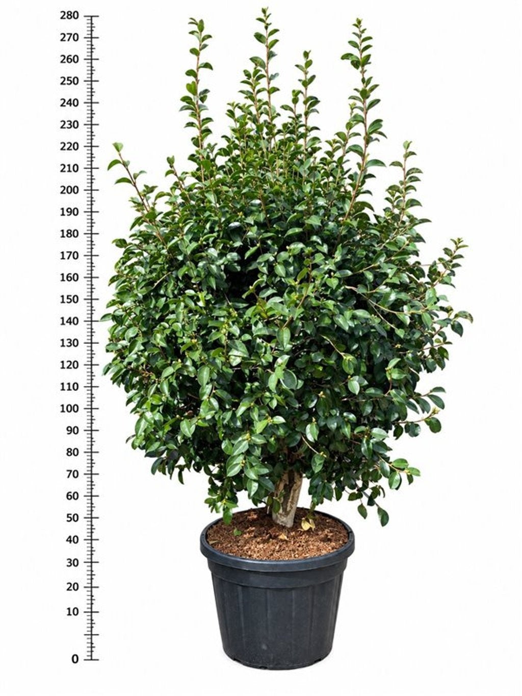Camellia sasanqua 260cm 65cm Pot