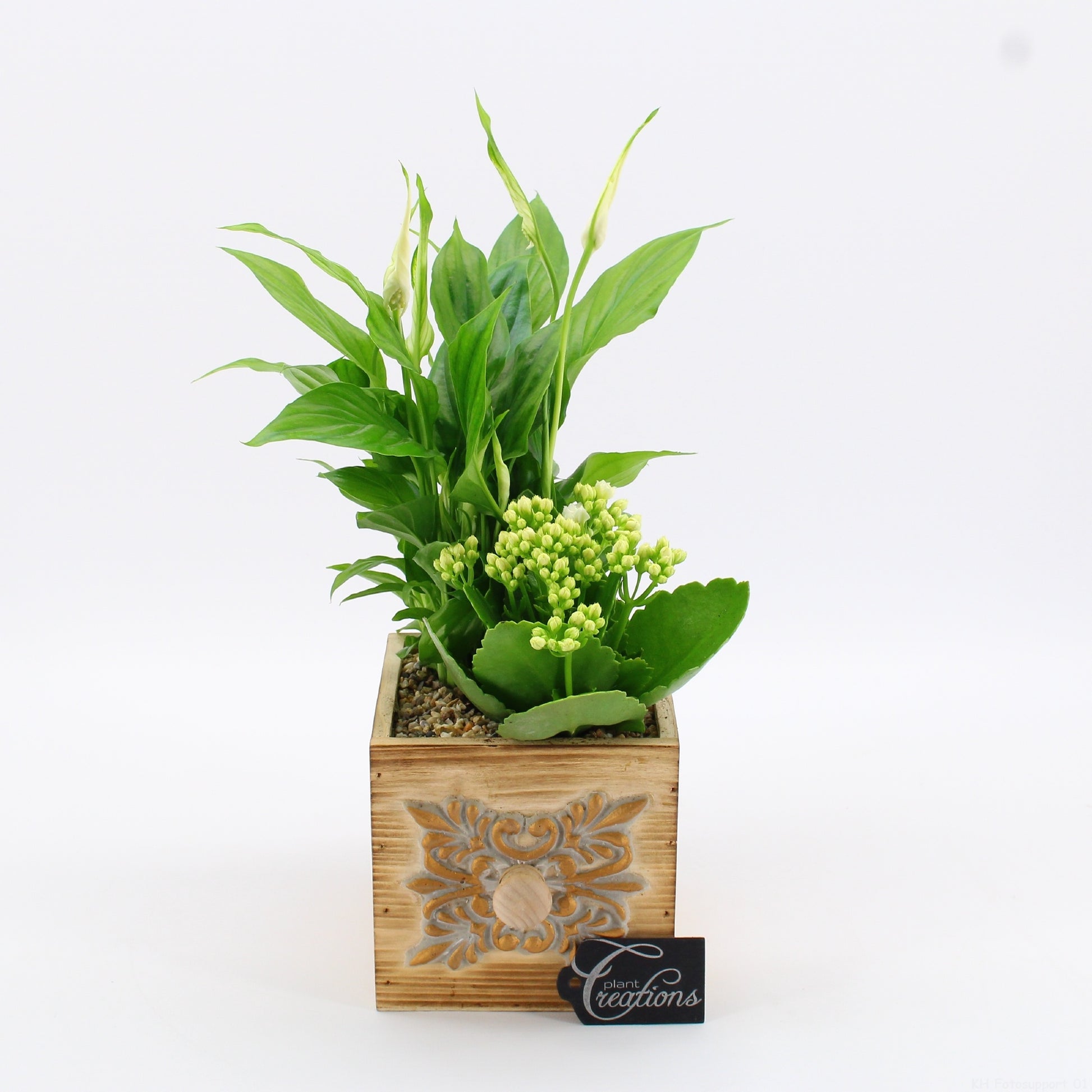 Indoor Flowering arrangement 35cm 12cm Pot