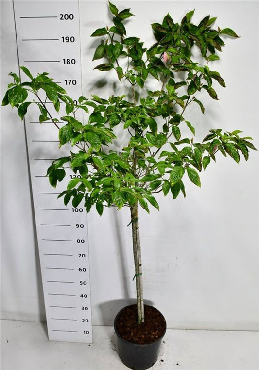 Cornus flor. rubra 180cm 38cm Pot