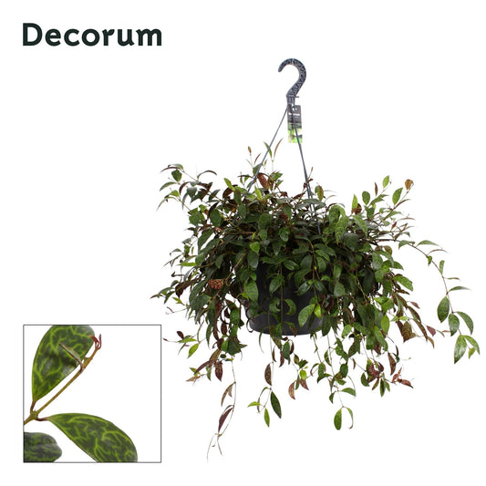 Aeschynanthus marmoratus Hanging Basket 35cm 37cm Pot