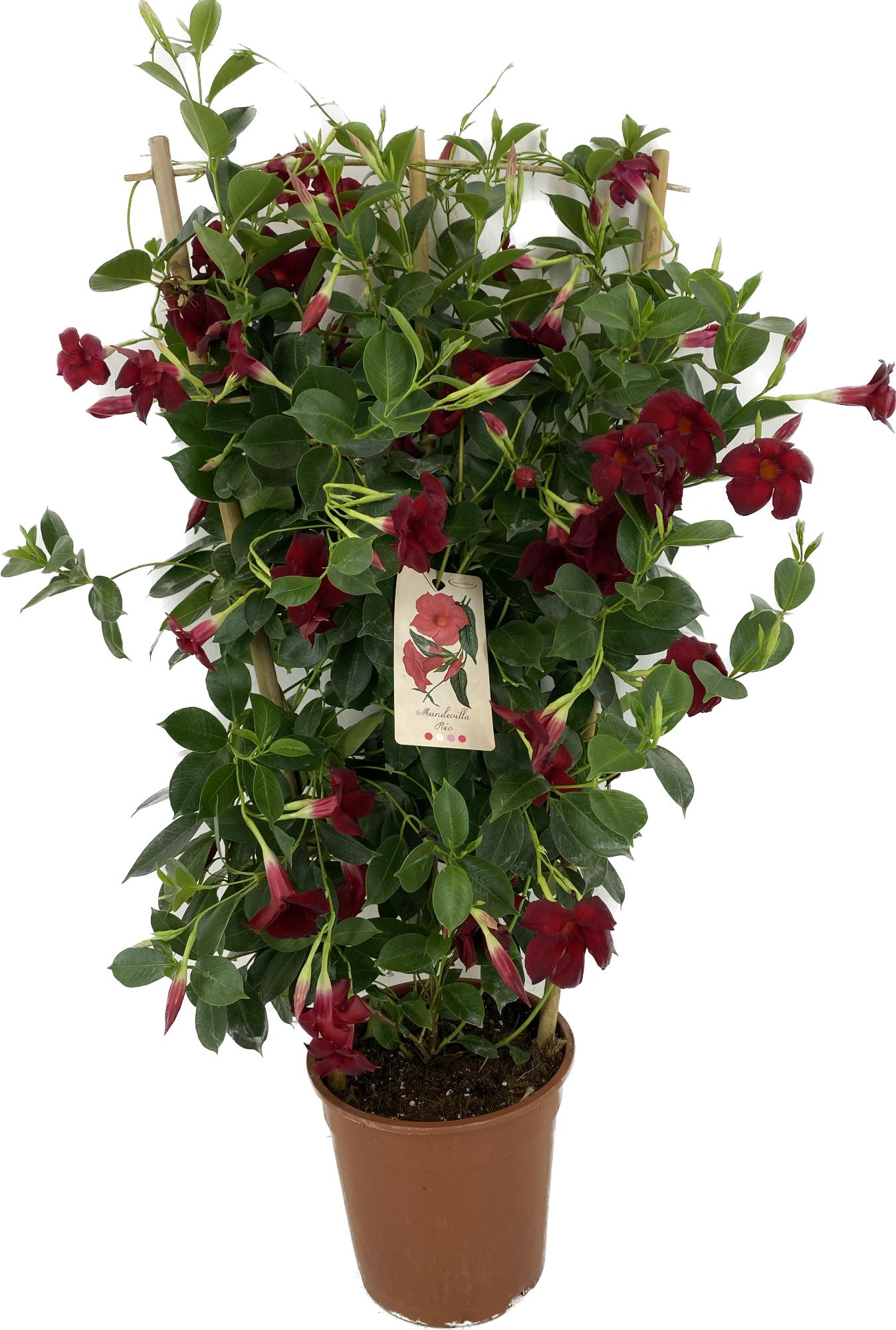 Mandevilla Rio Grande Red 90cm 22cm Pot
