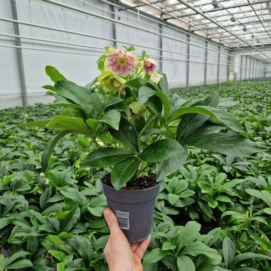 Helleborus orientalis 35cm 15cm Pot