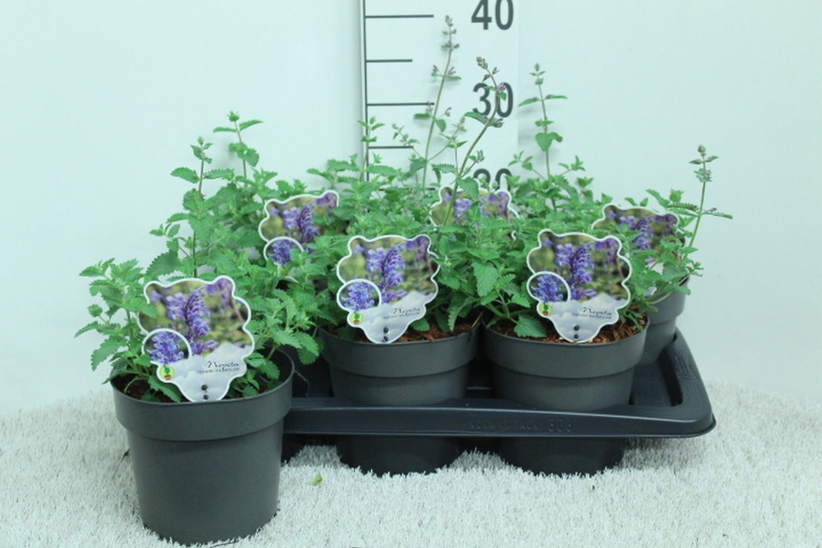 Nepeta faa. Walker's Low 30cm 17cm Pot