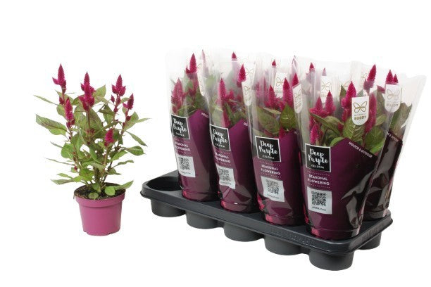 Celosia Deep Purple 35cm 12cm Pot