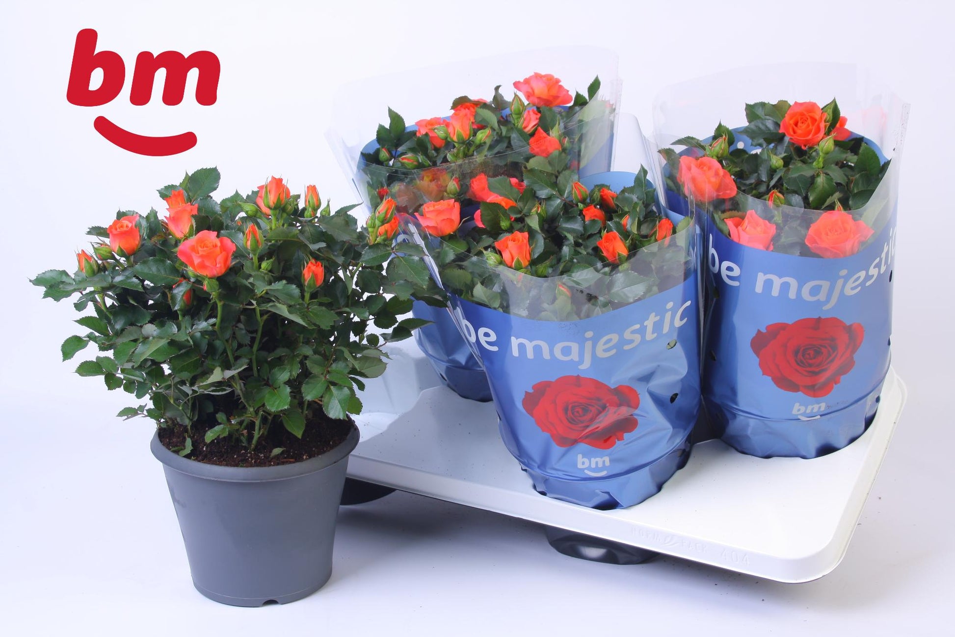 BM Roses Rosa Jewel Orange Pack of 4