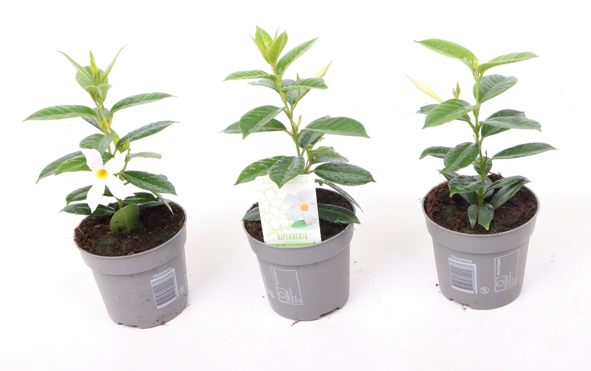 Mandevilla Rio White 25cm 510cm Pot