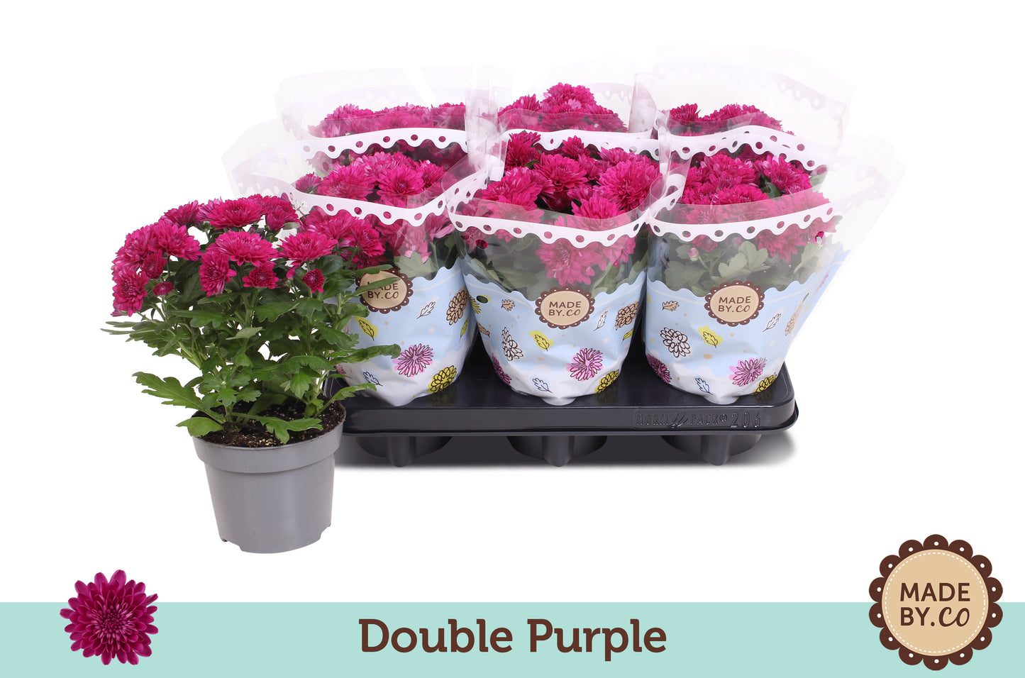 Chrysanthemum double purple 25cm 12cm Pot