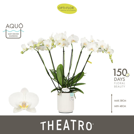 Phalaenopsis white 60cm 12cm Pot