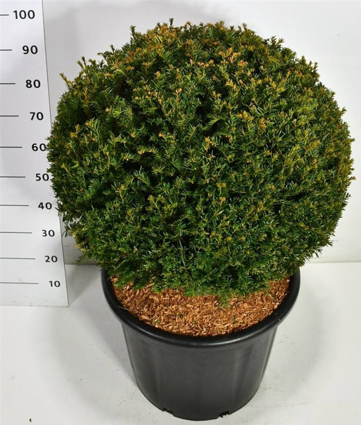 Taxus baccata 110cm 54cm Pot