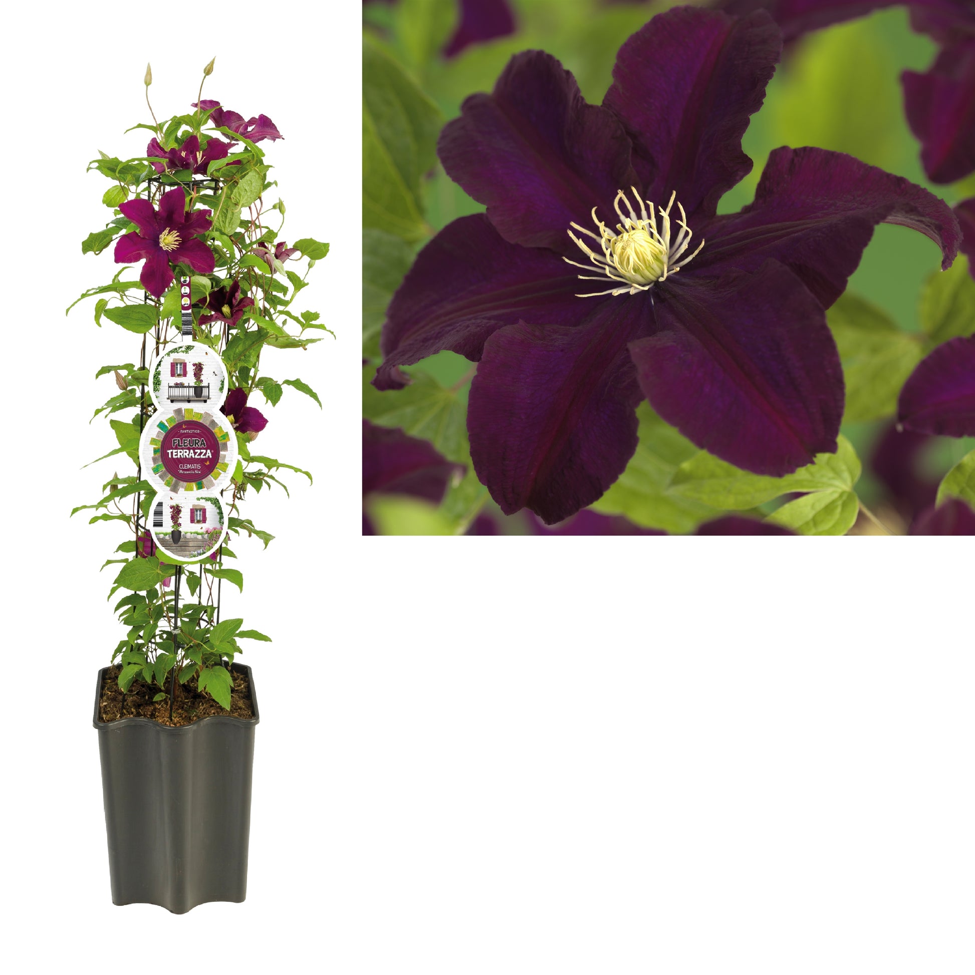 Clematis Warszawska Nike 75cm 19cm Pot
