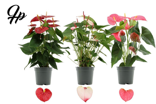 Anthurium mix 57cm 17cm Pot