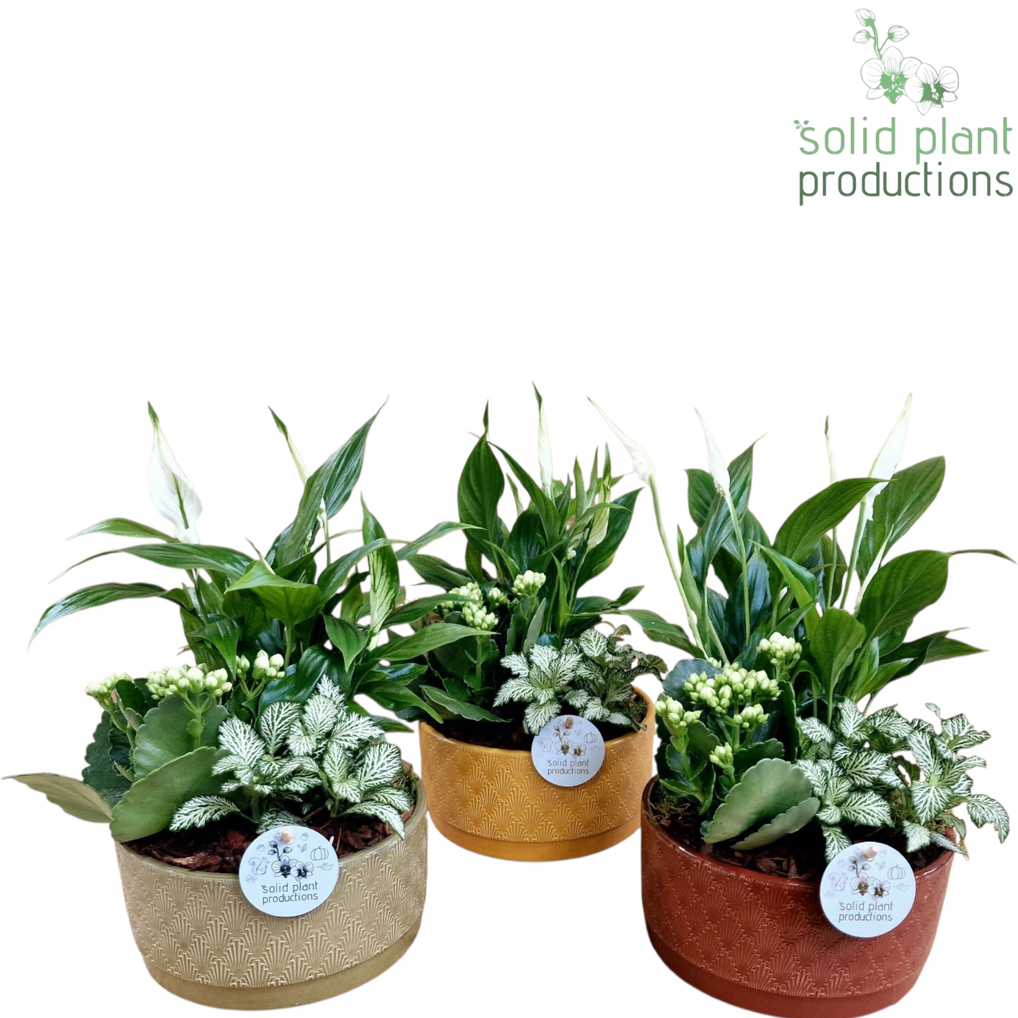 Spathiphyllum arrangement 40cm 19cm Pot