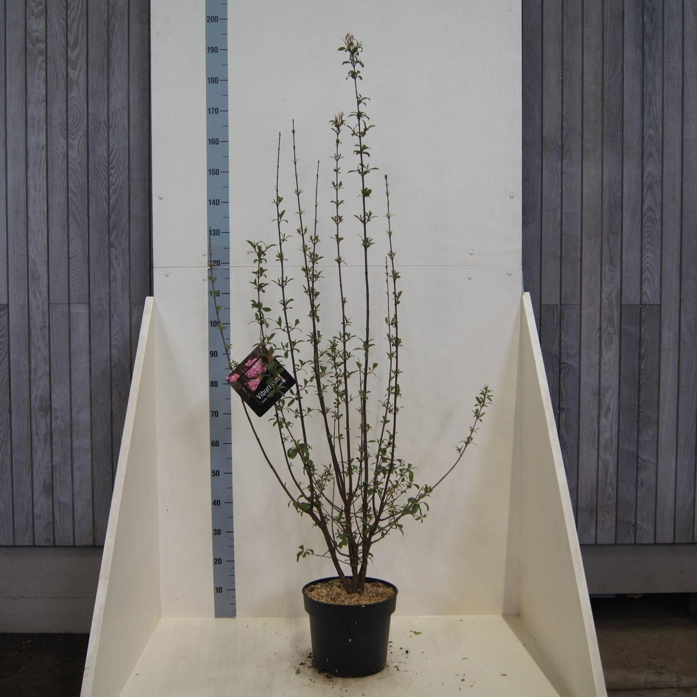 Viburnum Charles Lamont 120cm 28cm Pot
