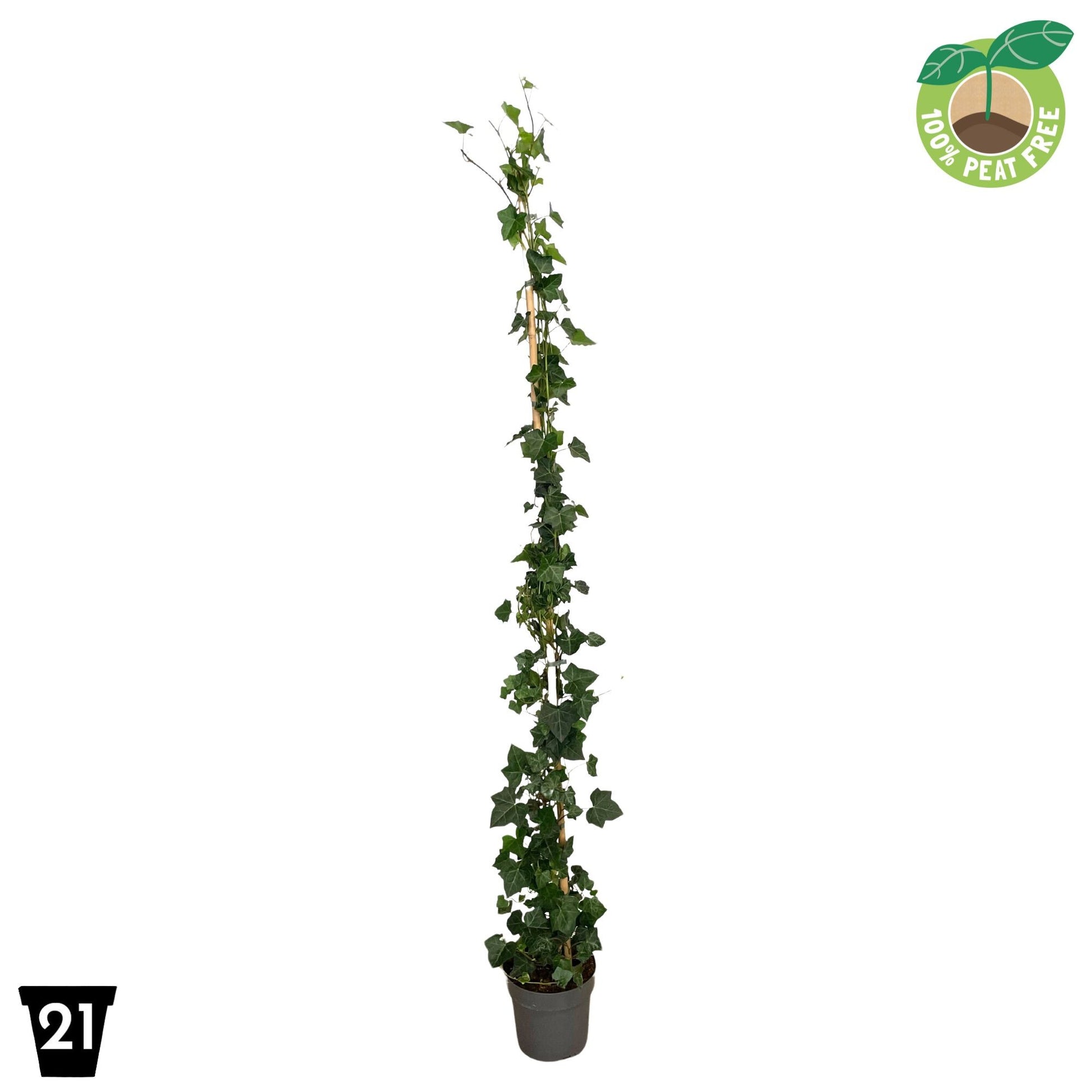 Hedera hibernica 21cm Pot