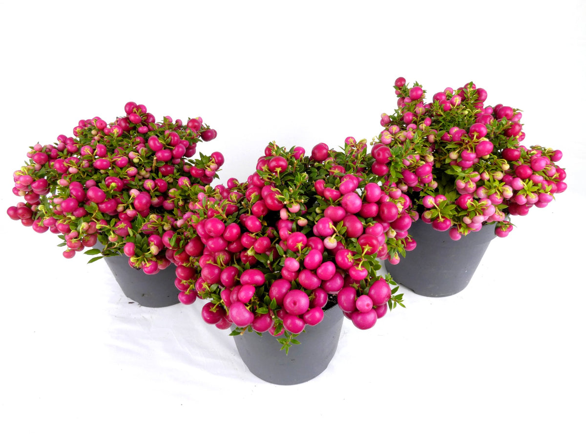 Gaultheria mucronata 25cm 14cm Pot