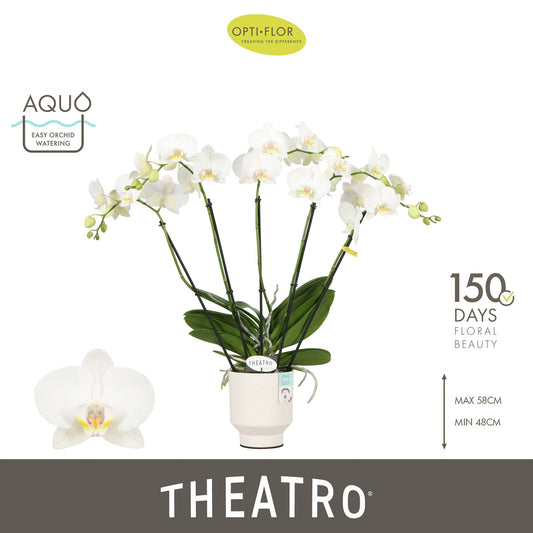 Phalaenopsis white 60cm 12cm Pot