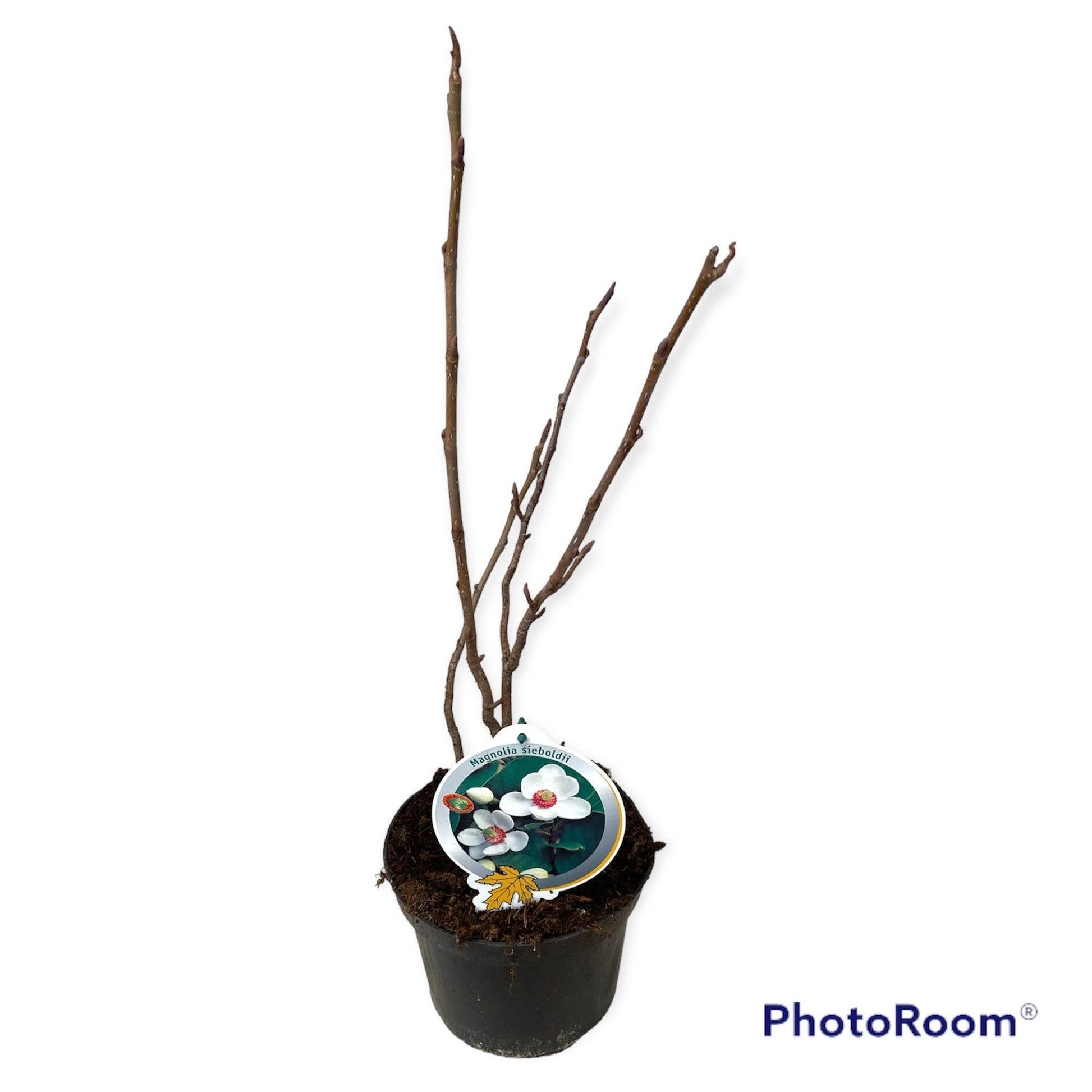 Magnolia sieboldii 80cm 23cm Pot