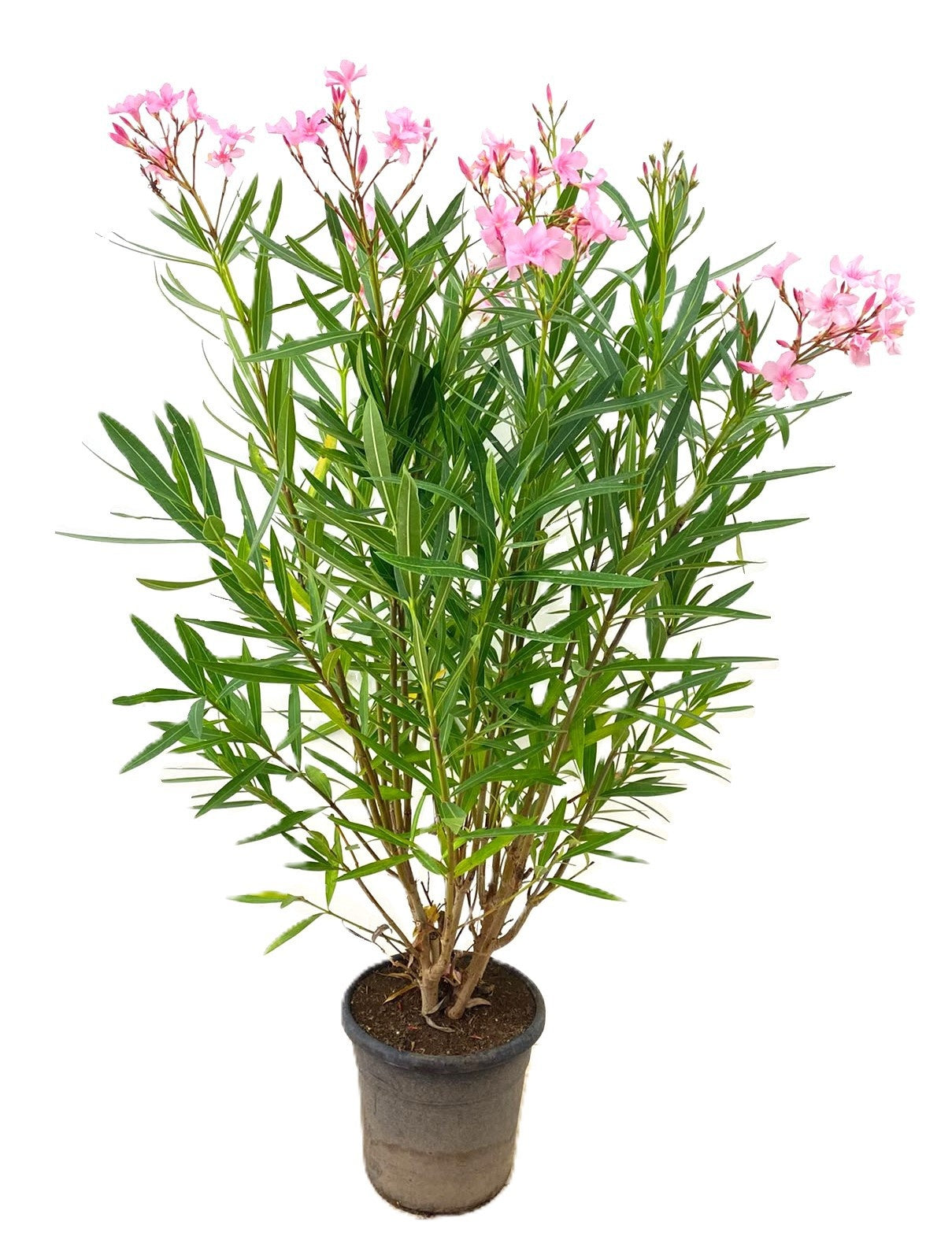 Nerium oleander mix 140cm 28cm Pot