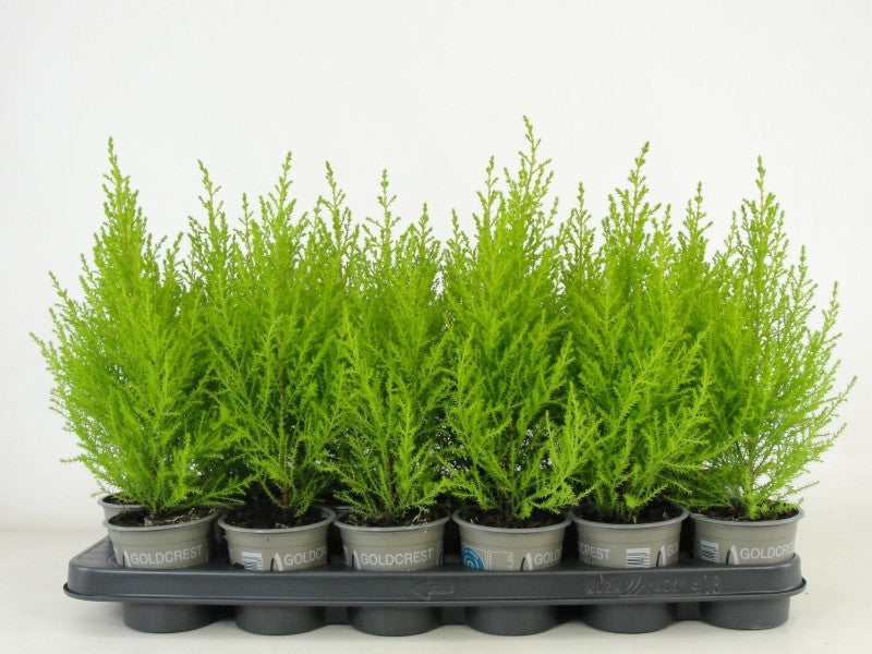 Bloemendaal, Fa.Kw. Cupressus Goldcrest Wilma Pack of 18