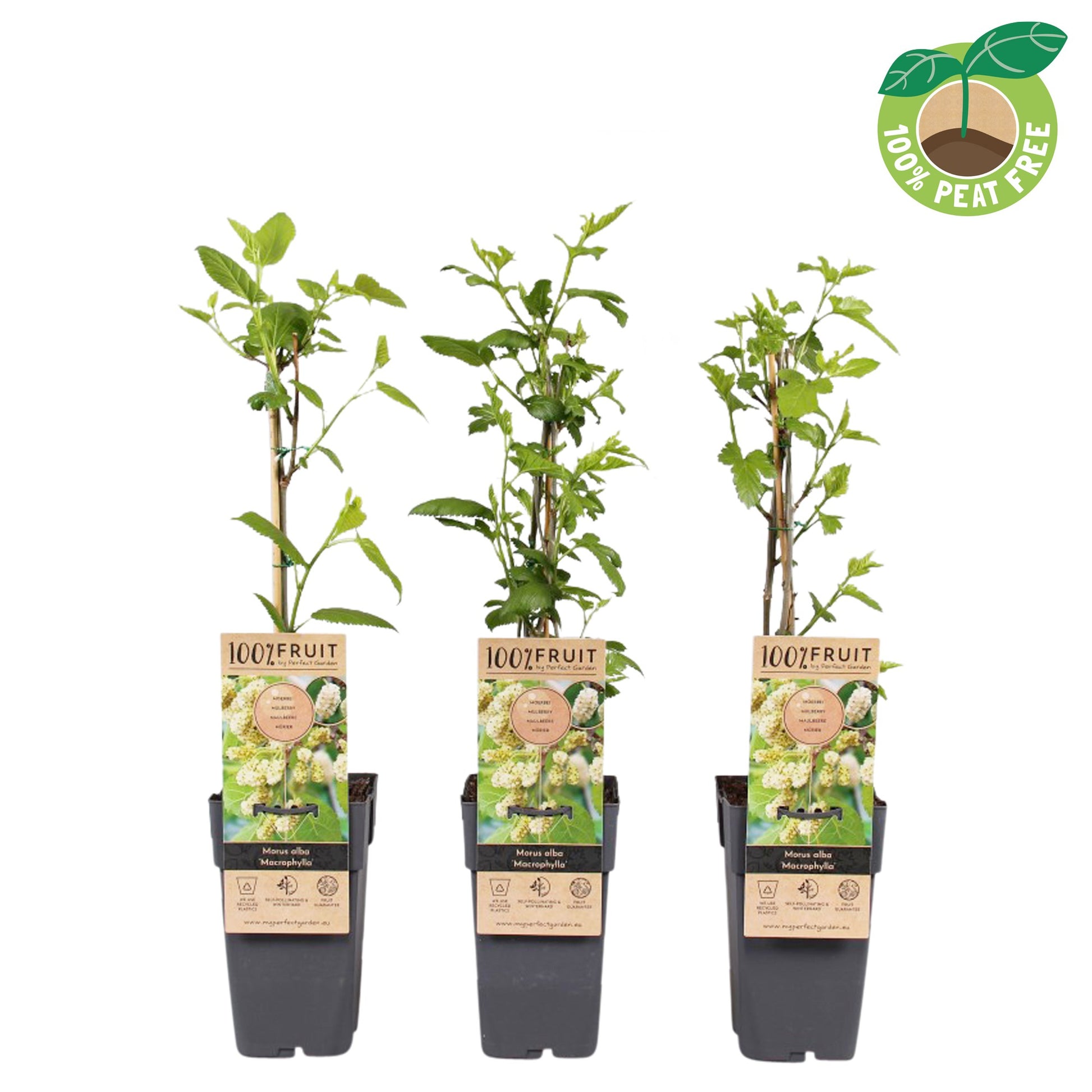 Streng Growers B.V. Morus alba 'Macrophylla' Pack of 10
