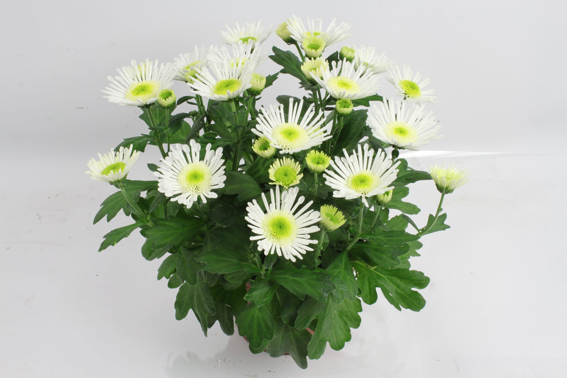 Chrysanthemum Splash Ice Queen 27cm 14cm Pot