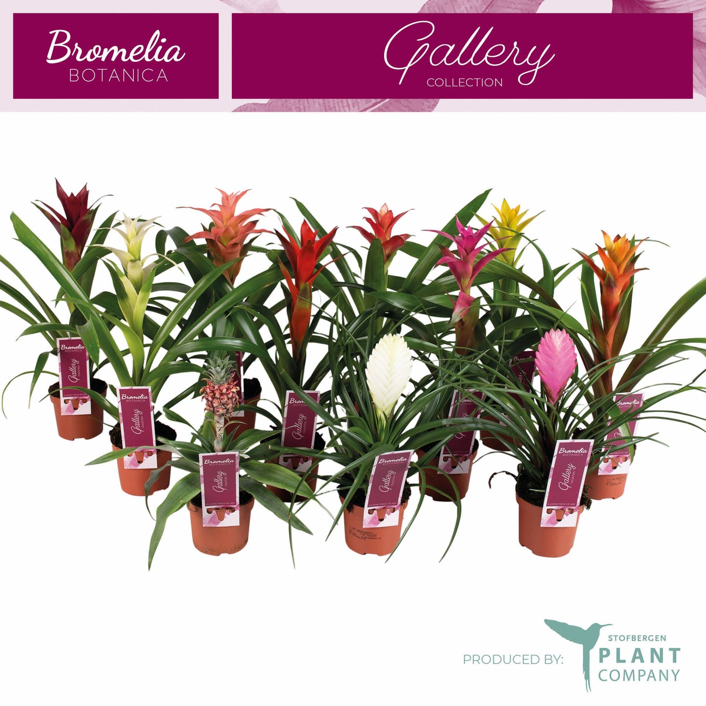 Bromelia mix 35cm 9cm Pot