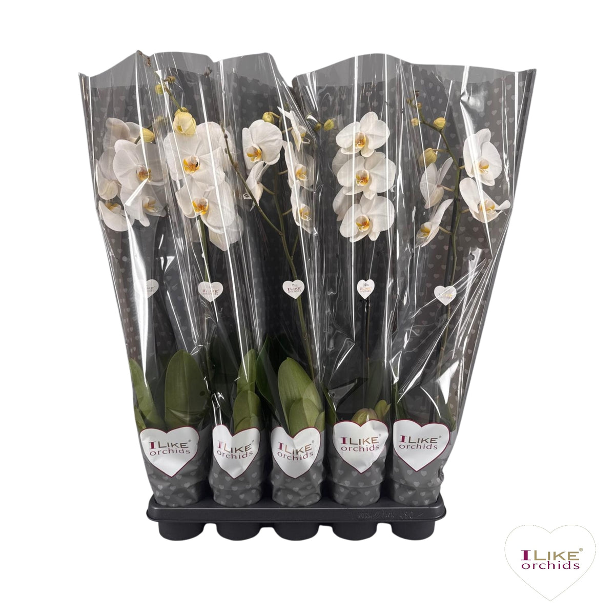 Phalaenopsis white 75cm 12cm Pot