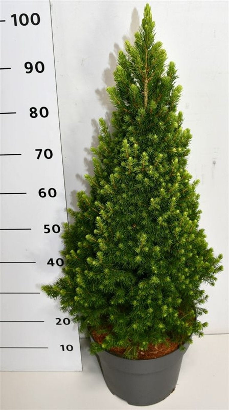 Picea glauca Rainbows End 110cm 32cm Pot