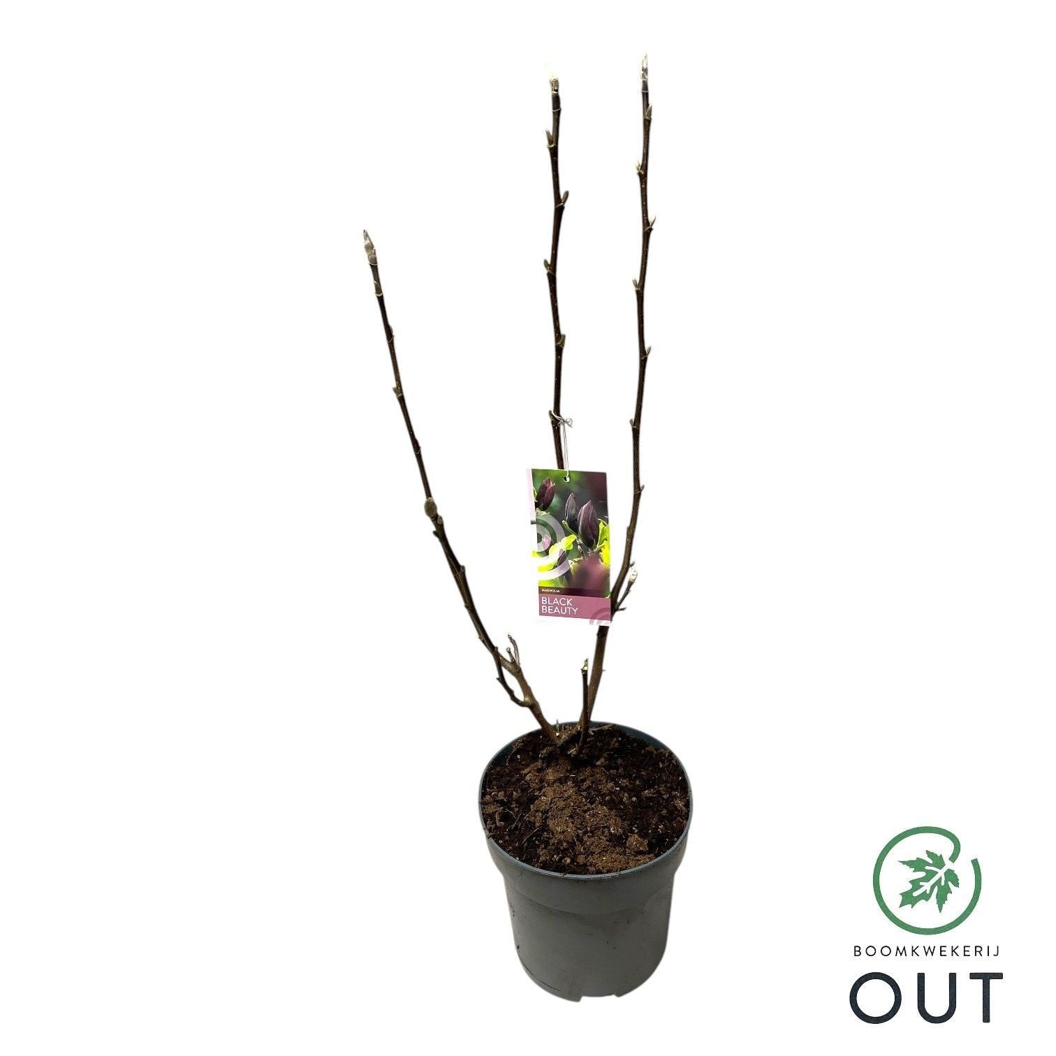 Magnolia soulangeana 80cm 23cm Pot