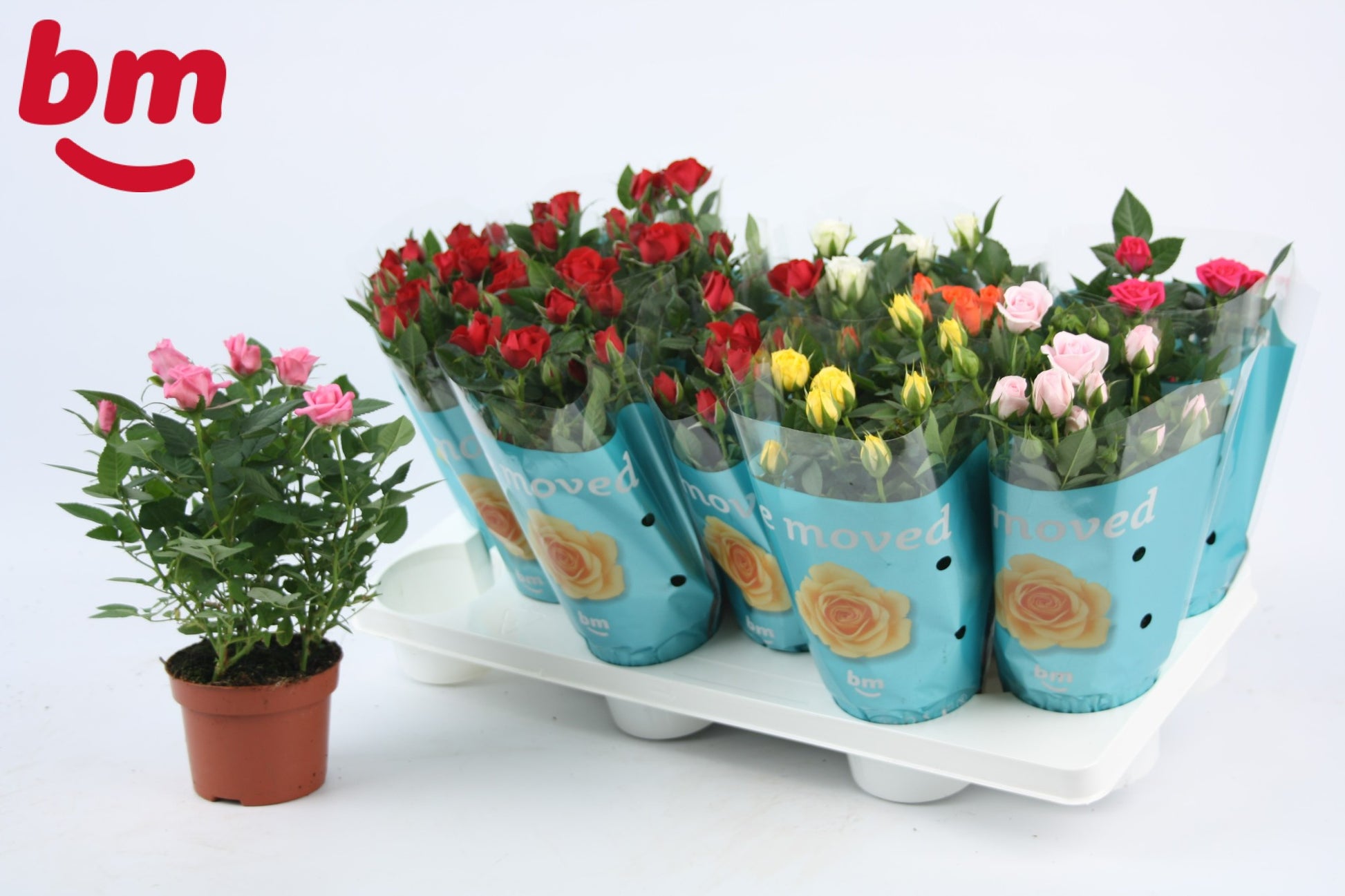 Rosa Beau Monde mix 25cm 10.5cm Pot