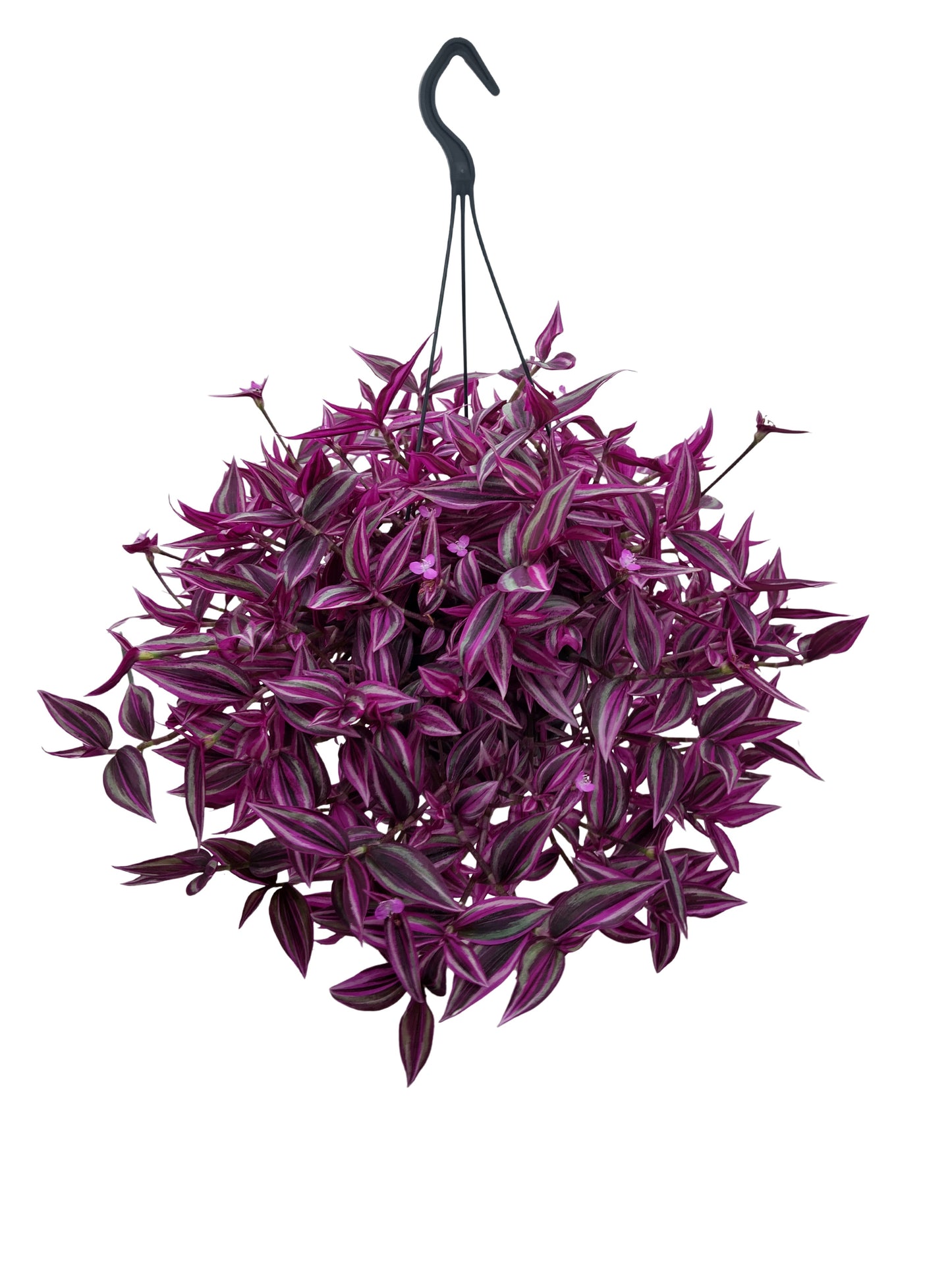 Tradescantia Pink Paradise 40cm 19cm Pot
