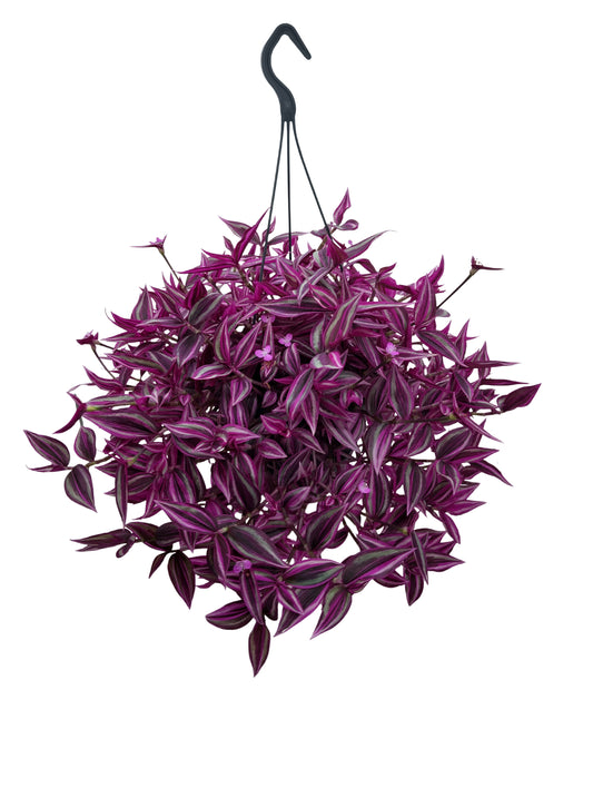 Tradescantia Pink Paradise 40cm 19cm Pot