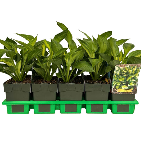 Hosta 'Whirlwind' 25cm 11cm Pot