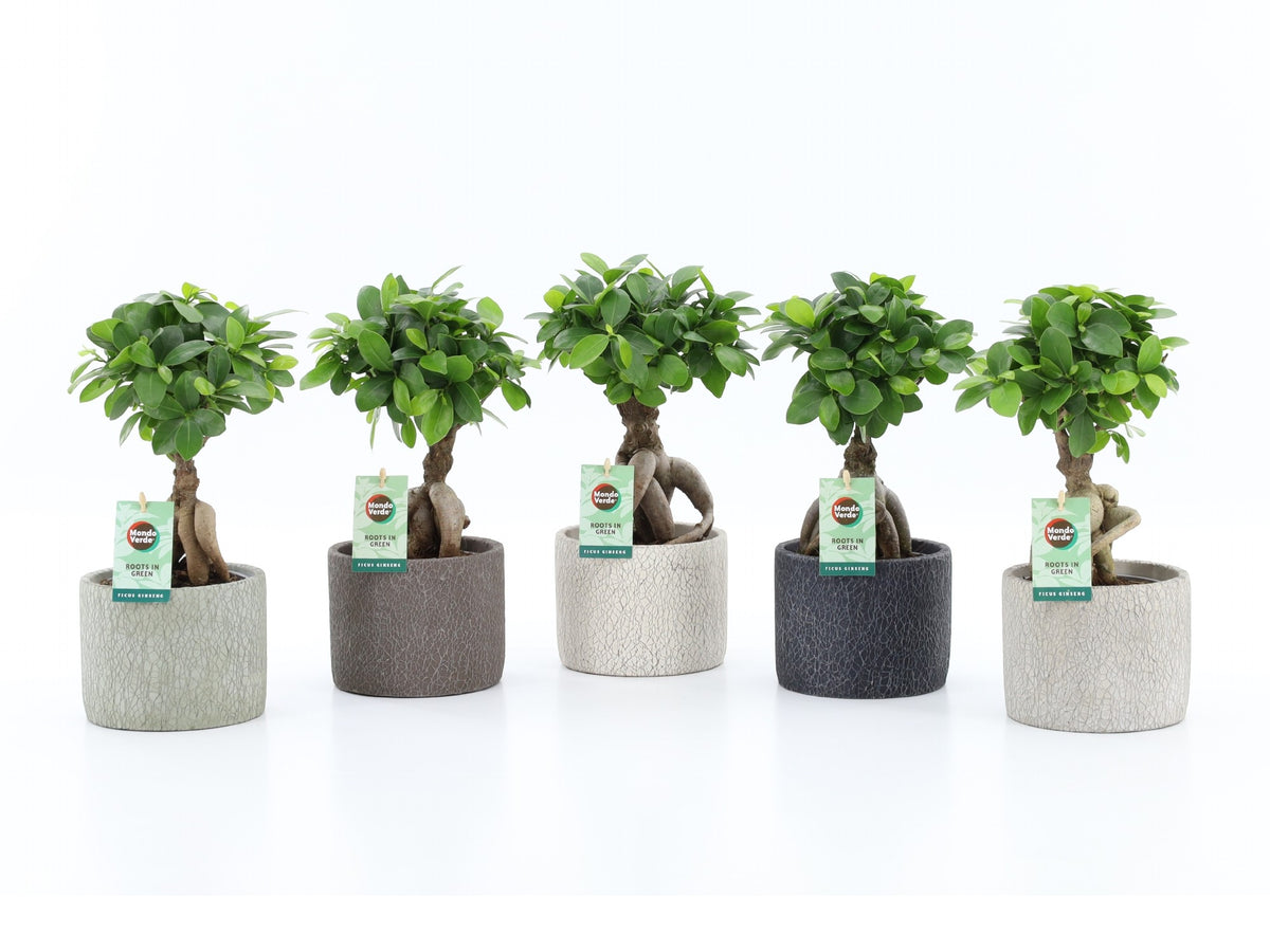 Ficus Ginseng 30cm 14cm Pot