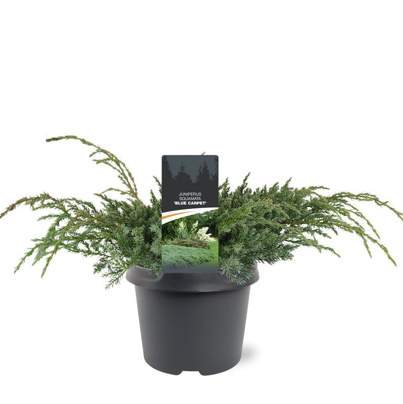 Juniperus Blue Carpet 30cm 19cm Pot