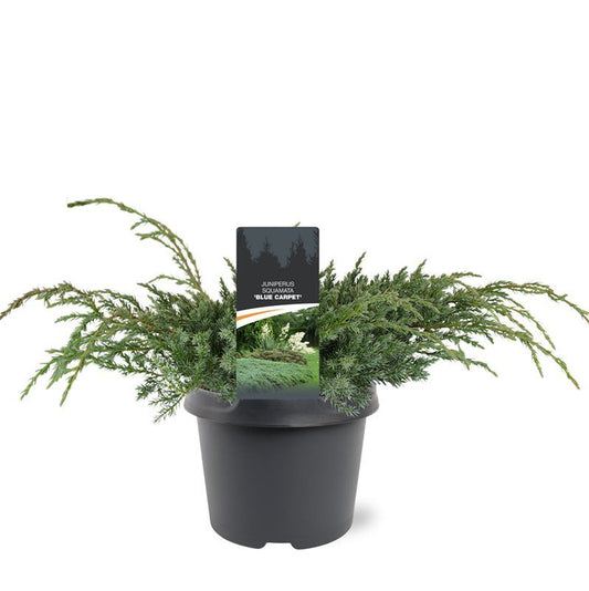 Juniperus Blue Carpet 30cm 19cm Pot