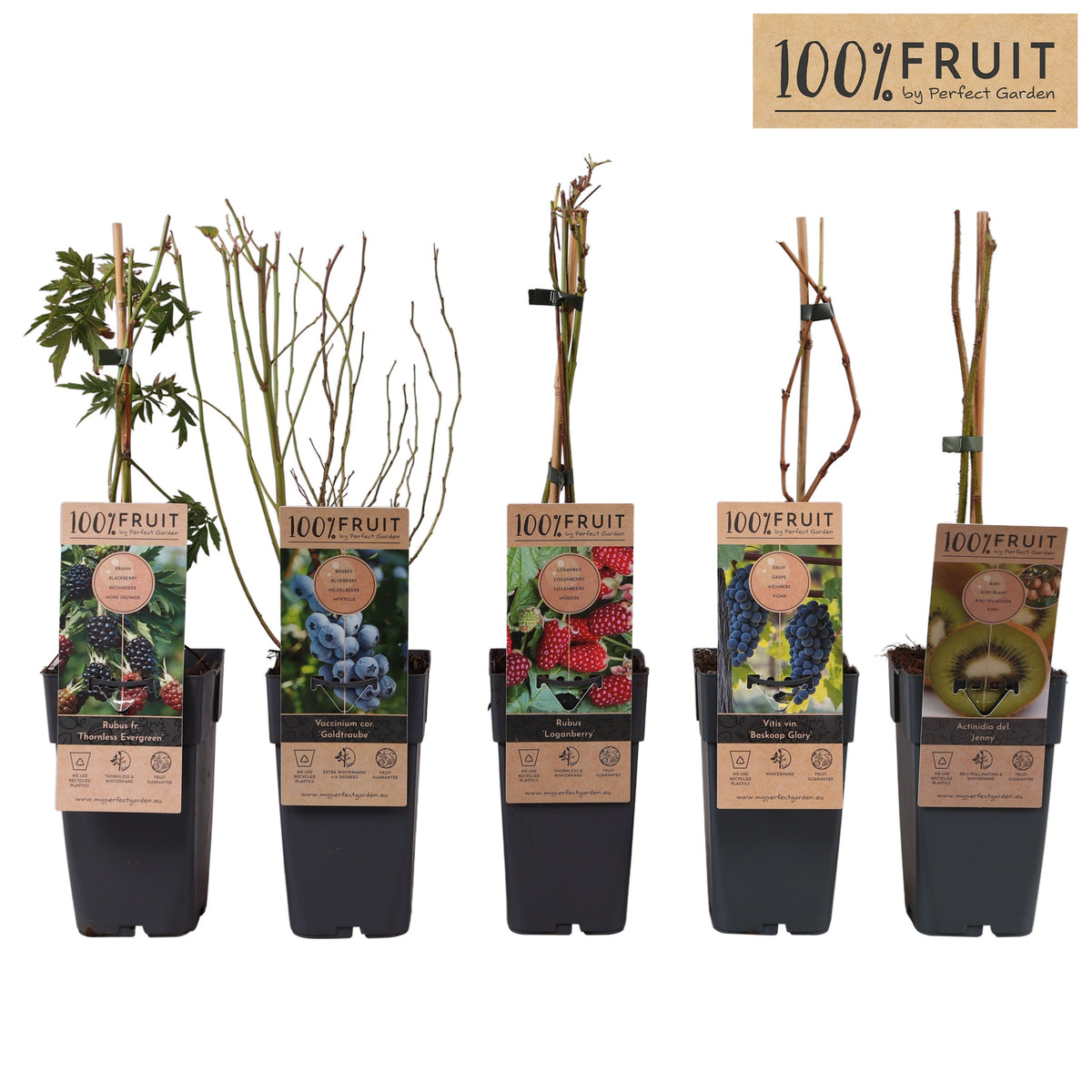 Fruit shrubs mix 50cm 15cm Pot
