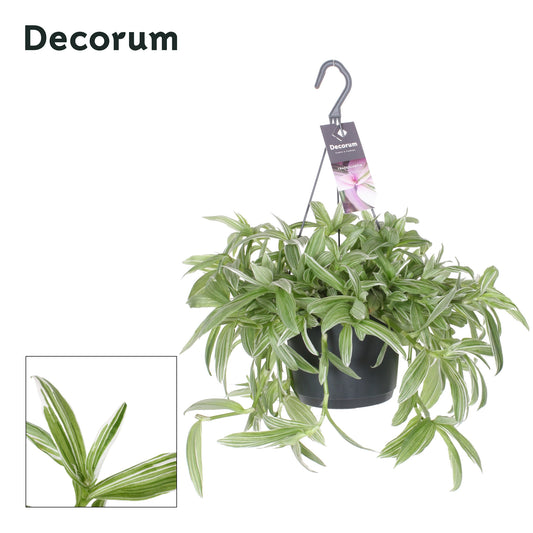Tradescantia Albovittata 35cm 17cm Pot
