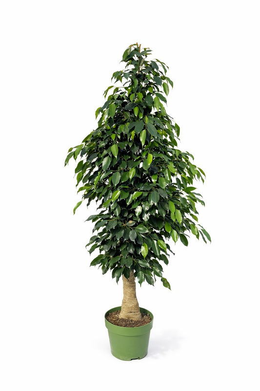 Ficus benjamina Danielle 150cm 27cm Pot